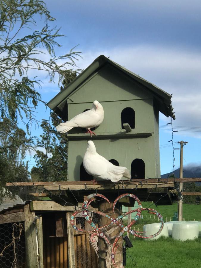 Morepork Rural Oasis Aongatete المظهر الخارجي الصورة